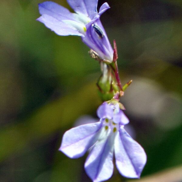 Lobelia kalmii Flower