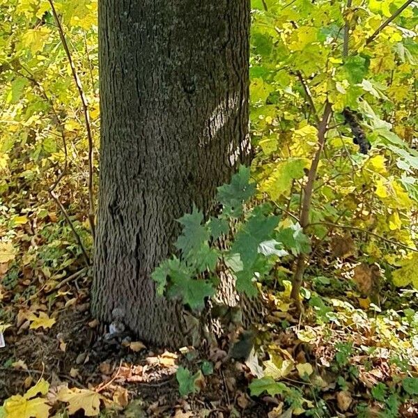 Acer saccharum Bark