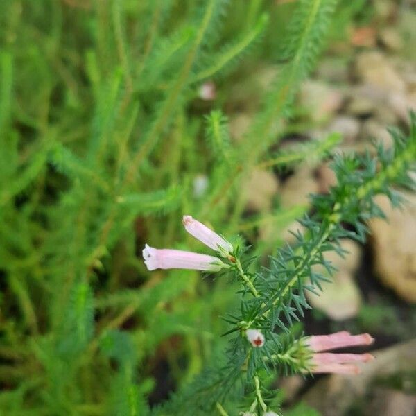 Erica curviflora 花