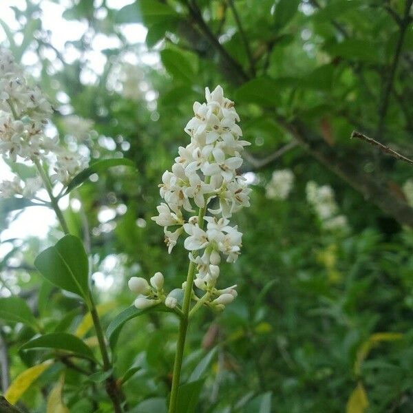 Ligustrum vulgare Flower