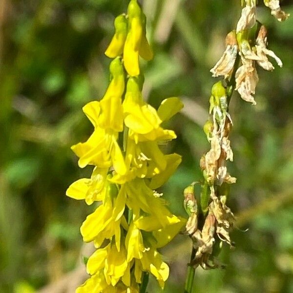 Melilotus officinalis Blüte