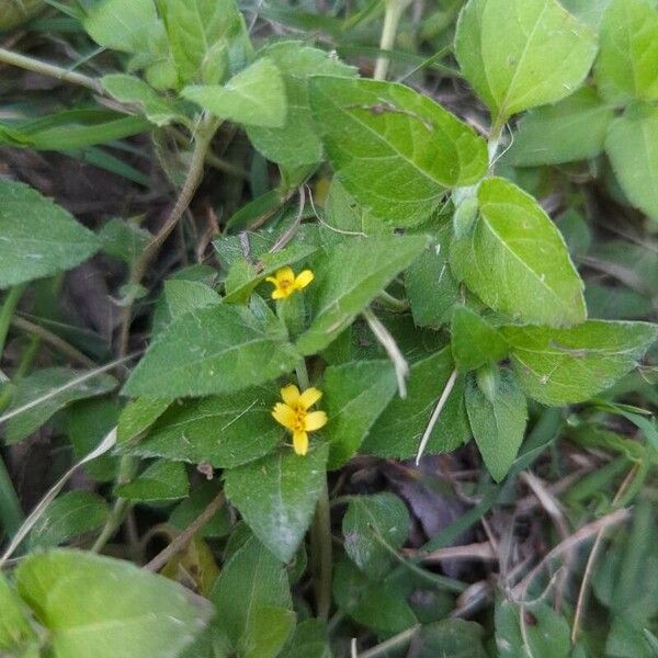 Calyptocarpus vialis Flor