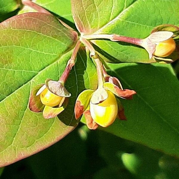 Hypericum × inodorum ᱵᱟᱦᱟ