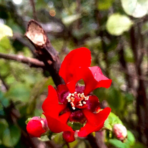 Chaenomeles × superba Flors