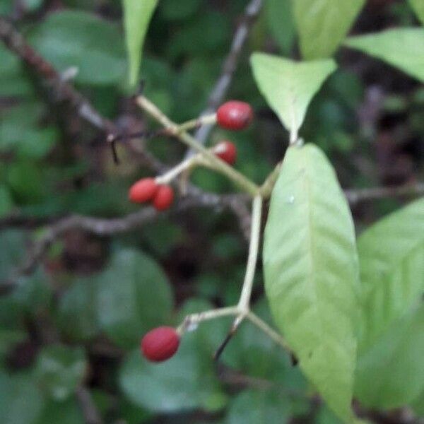 Psychotria nervosa फल