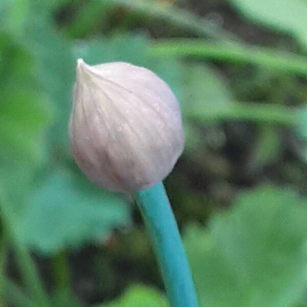 Allium schoenoprasum Kukka