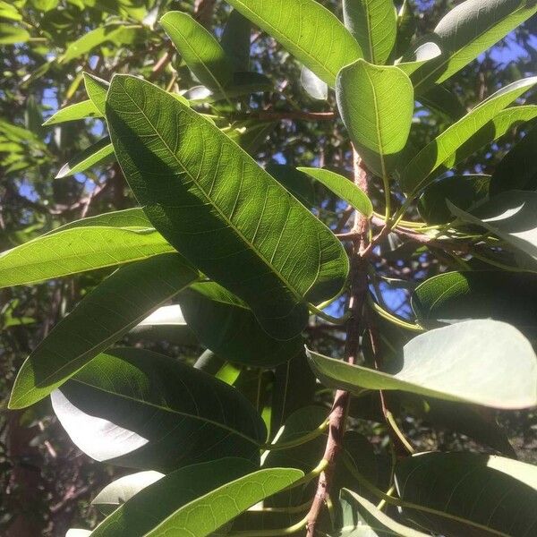 Ficus salicifolia Leht