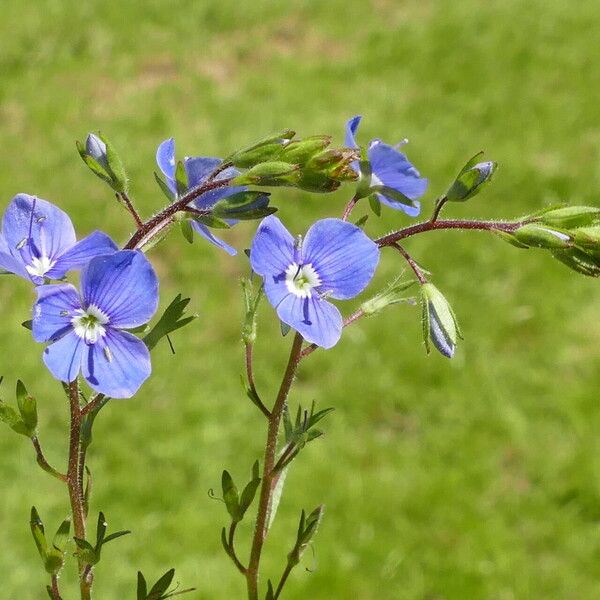 Veronica chamaedrys 花