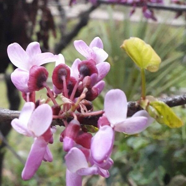 Cercis siliquastrum ফুল