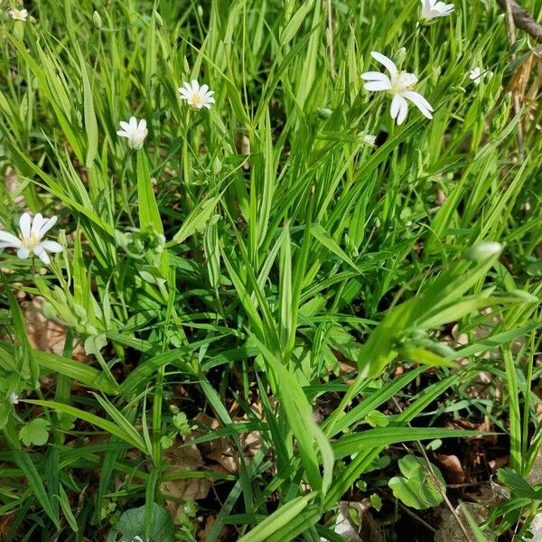 Stellaria palustris Blad