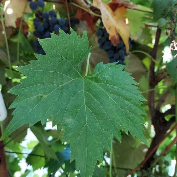 Vitis vinifera Лист