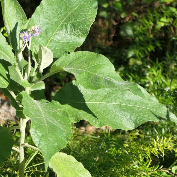 Solanum mauritianum Leaf