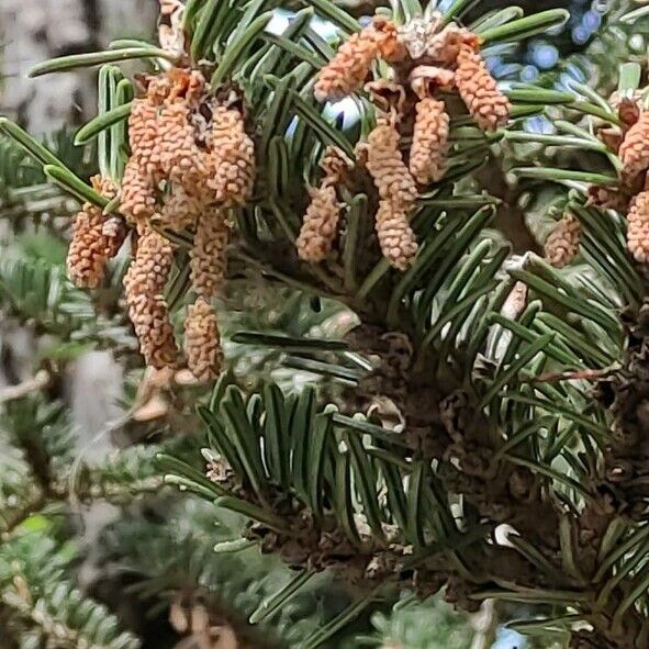 Abies nebrodensis ᱵᱟᱦᱟ