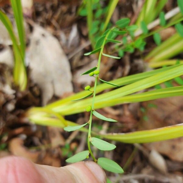 Phyllanthus virgatus Owoc