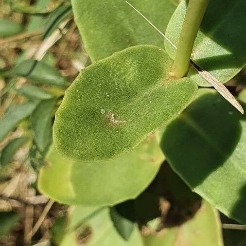 Sedum telephium Leaf