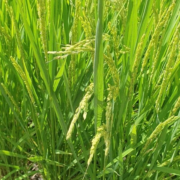 Oryza sativa Blatt