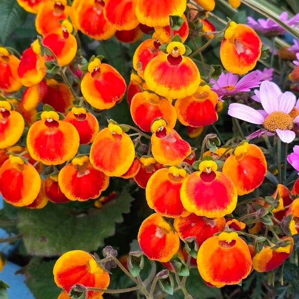 Calceolaria integrifolia Flor