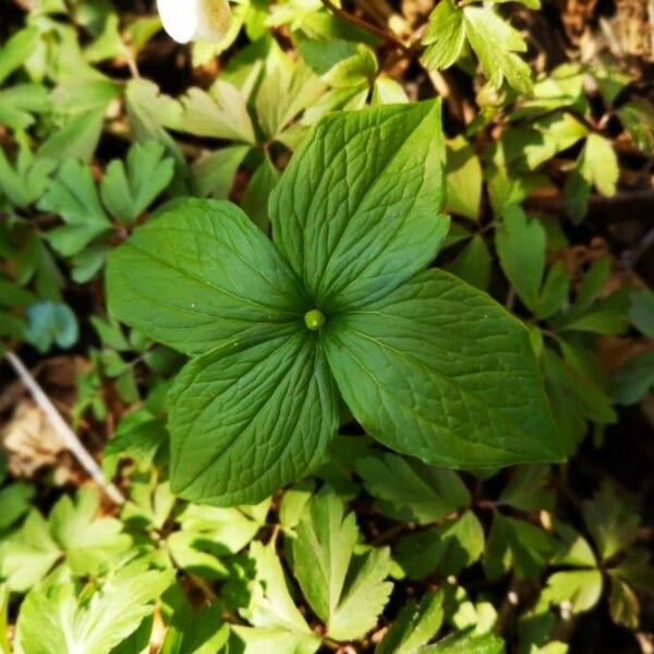 Paris quadrifolia Leaf