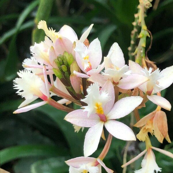 Epidendrum spp. Blodyn
