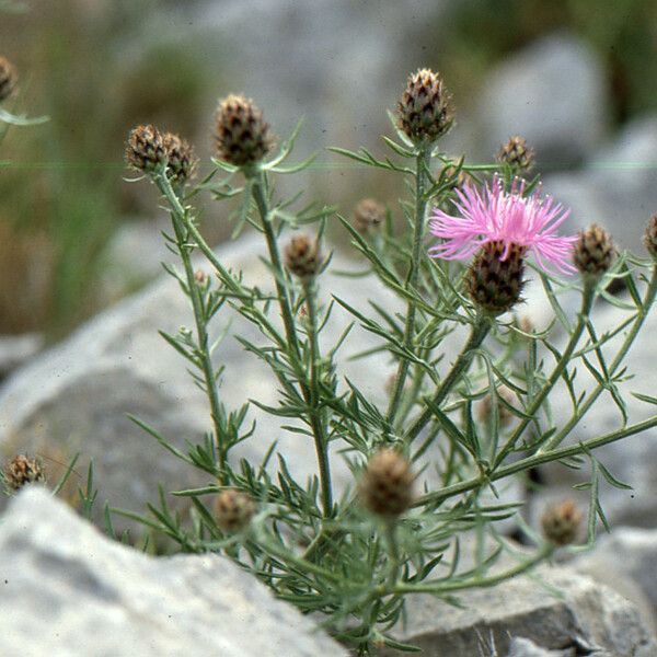 Centaurea corymbosa 葉