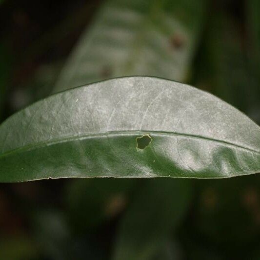 Tabernaemontana disticha Leaf