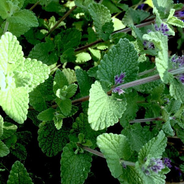 Nepeta racemosa Foglia