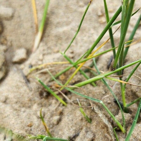 Festuca myuros Habit