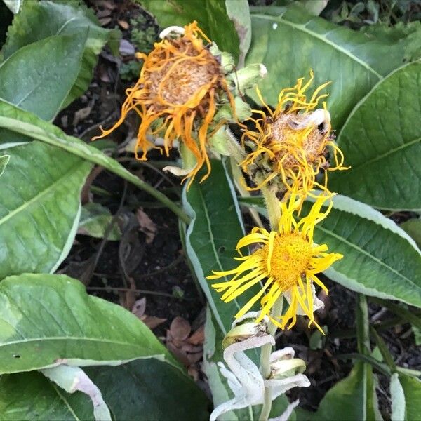 Inula helenium 花