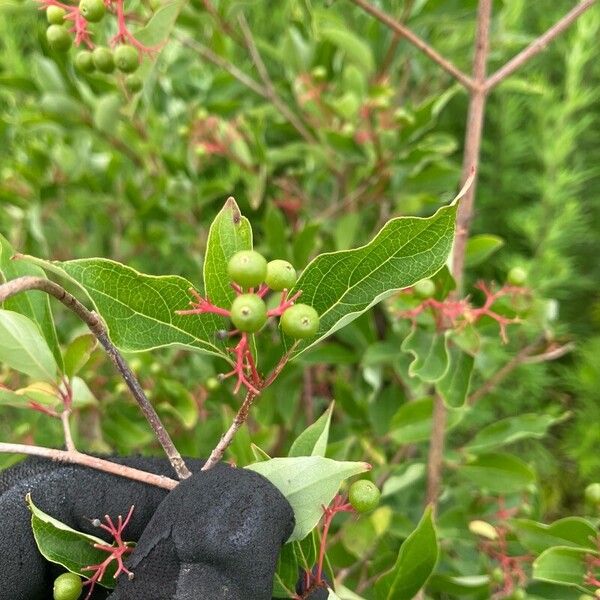 Cornus racemosa Fruit