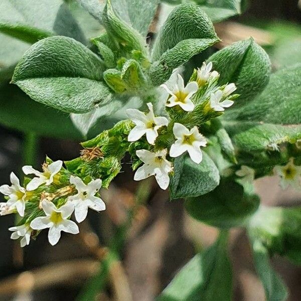 Heliotropium supinum Flower