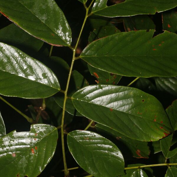 Machaerium floribundum Folla