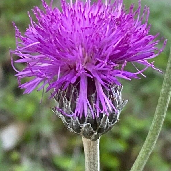 Cirsium tuberosum 花