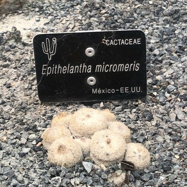 Epithelantha micromeris Ліст