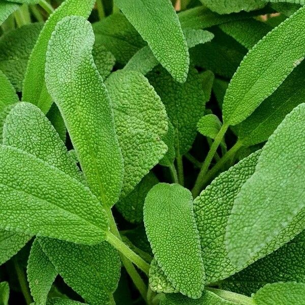 Salvia officinalis Blad