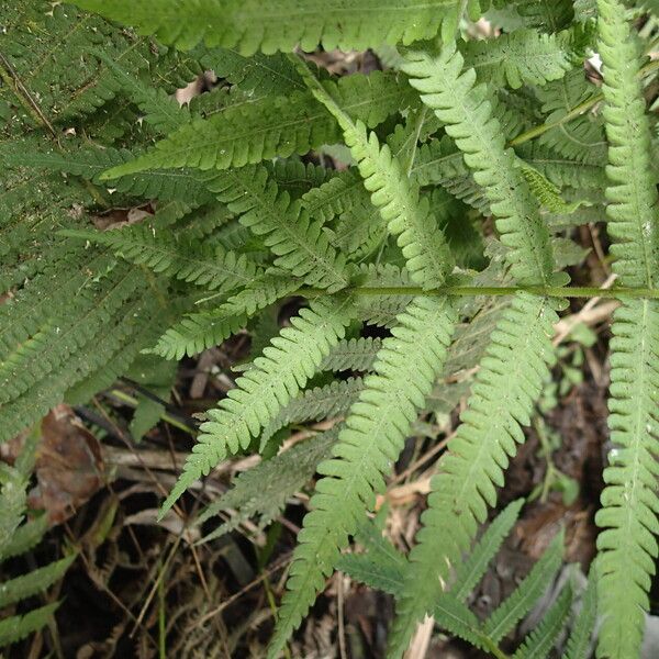 Thelypteris hispidula List