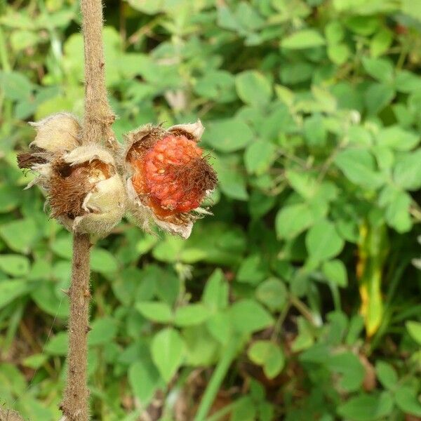 Rubus alceifolius Fruit