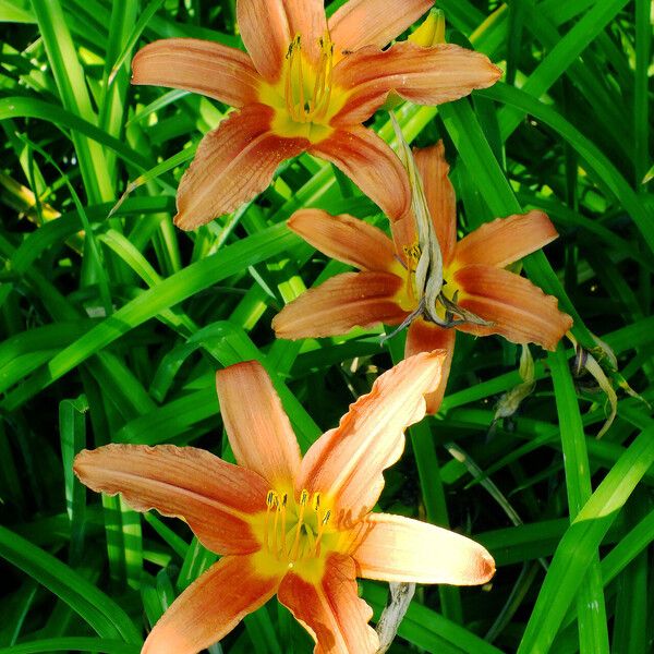 Hemerocallis fulva Blomst