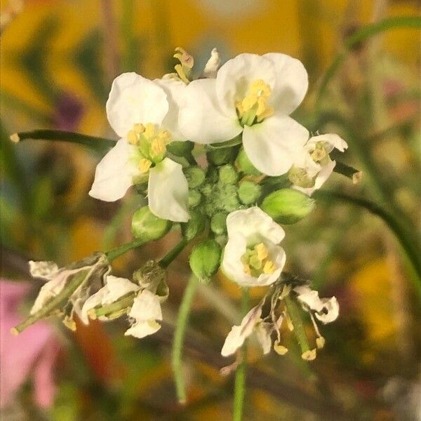 Diplotaxis erucoides Flor