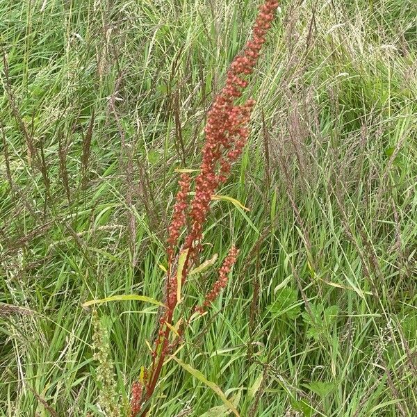 Rumex crispus Leht