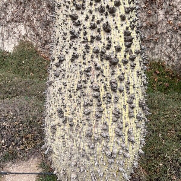 Ceiba speciosa Bark