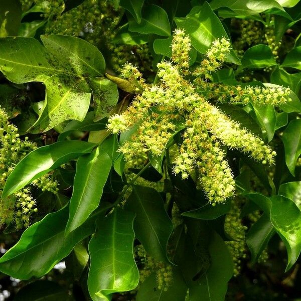 Melicoccus bijugatus Flower