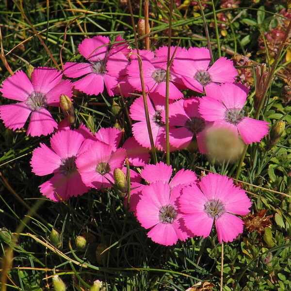 Dianthus pavonius Λουλούδι