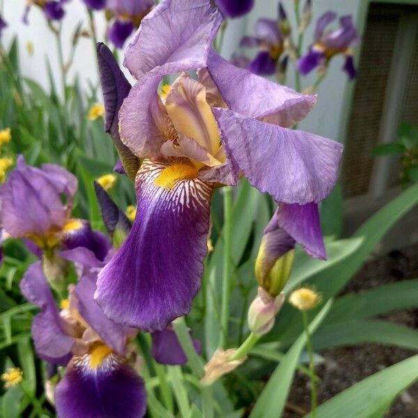 Iris × germanica 花