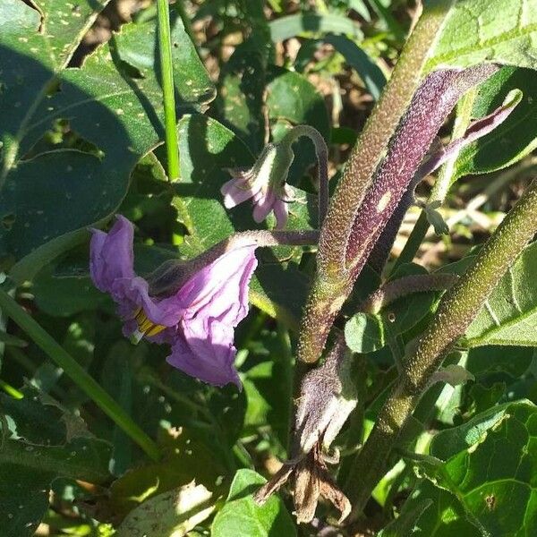 Solanum melongena പുഷ്പം