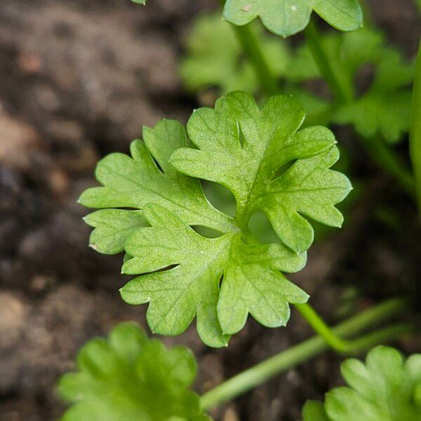 Petroselinum crispum Leaf