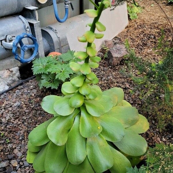 Aeonium canariense Lapas