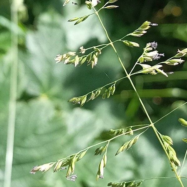 Poa trivialis Кветка