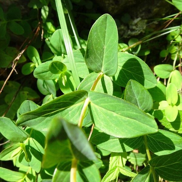 Hypericum richeri Leaf