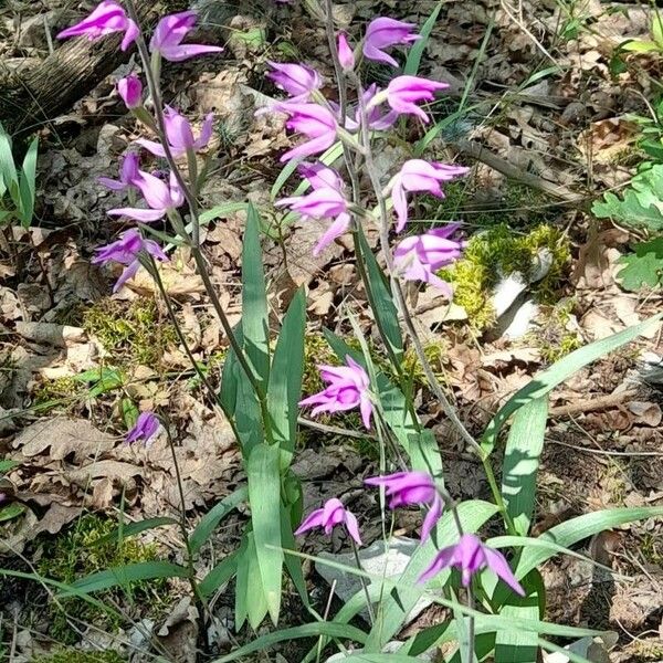 Cephalanthera rubra অভ্যাস