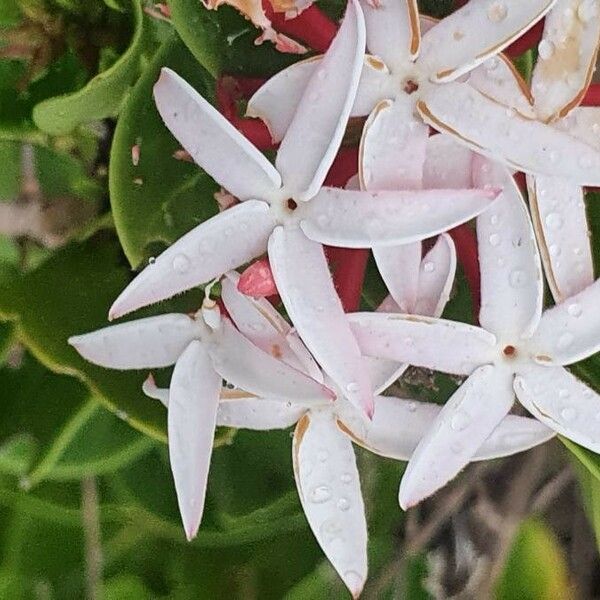Carissa spinarum Kukka